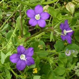 Photographie n°256946 du taxon Legousia speculum-veneris (L.) Chaix