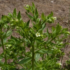 Photographie n°256950 du taxon Lithospermum officinale L. [1753]