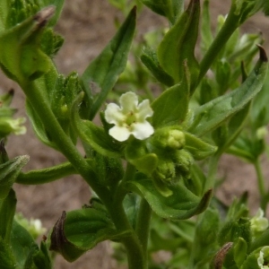 Photographie n°256951 du taxon Lithospermum officinale L. [1753]