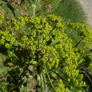 Photographie n°256965 du taxon Pastinaca sativa subsp. sylvestris (Mill.) Rouy & E.G.Camus [1901]