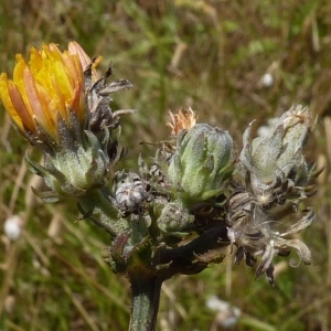 Photographie n°256969 du taxon Picris hieracioides L. [1753]