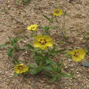 Photographie n°256976 du taxon Tuberaria guttata (L.) Fourr. [1868]