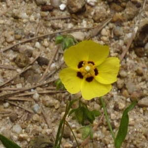 Photographie n°256977 du taxon Tuberaria guttata (L.) Fourr. [1868]