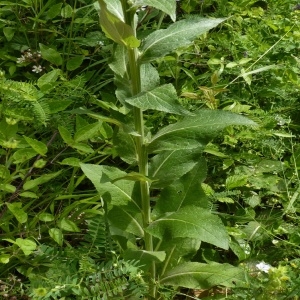 Photographie n°256980 du taxon Verbascum lychnitis L. [1753]