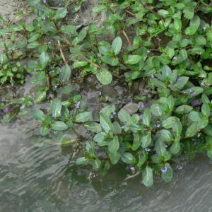 Photographie n°256981 du taxon Veronica beccabunga subsp. beccabunga