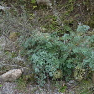 Photographie n°256994 du taxon Artemisia absinthium L. [1753]