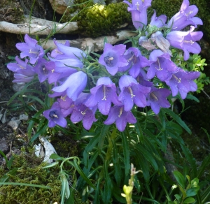 Ans Gorter, le 22 juin 2012 (Bugarach)