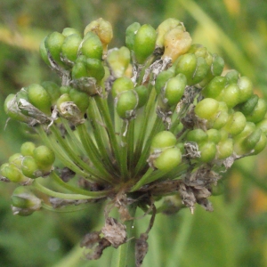 Photographie n°257019 du taxon Allium victorialis L. [1753]