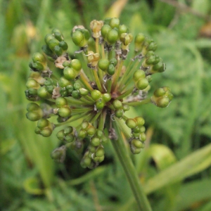 Photographie n°257020 du taxon Allium victorialis L. [1753]