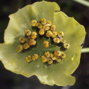 Photographie n°257038 du taxon Bupleurum stellatum L. [1753]