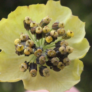 Photographie n°257041 du taxon Bupleurum stellatum L. [1753]