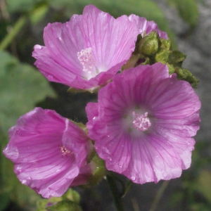 Photographie n°257059 du taxon Malva moschata L. [1753]