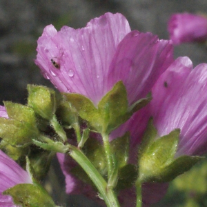 Photographie n°257061 du taxon Malva moschata L. [1753]