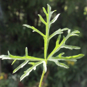 Photographie n°257066 du taxon Malva moschata L. [1753]