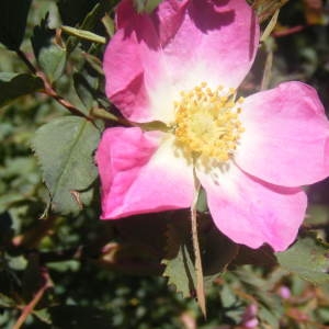 Photographie n°257070 du taxon Rosa ferruginea Vill. [1779]