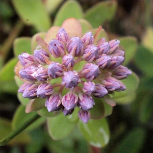 Sedum rotundifolium Lam. (Orpin bleu)