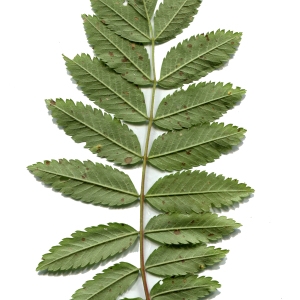 Photographie n°257077 du taxon Sorbus aucuparia L. [1753]