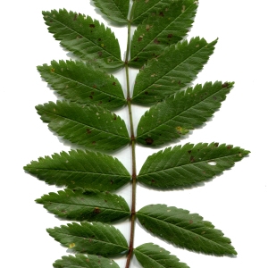 Photographie n°257078 du taxon Sorbus aucuparia L. [1753]