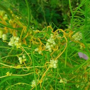 Photographie n°257079 du taxon Cuscuta campestris Yunck. [1932]