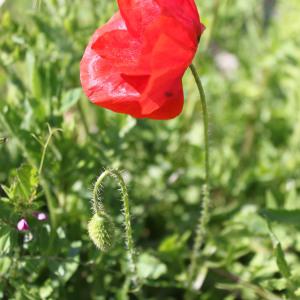 Photographie n°257110 du taxon Coquelicot