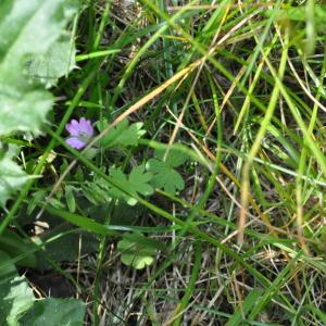 Photographie n°257111 du taxon Geranium molle L. [1753]