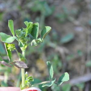 Photographie n°257123 du taxon Luzerne lupuline