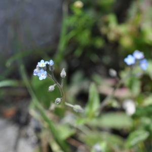 Photographie n°257130 du taxon Myosotis arvensis (L.) Hill [1764]