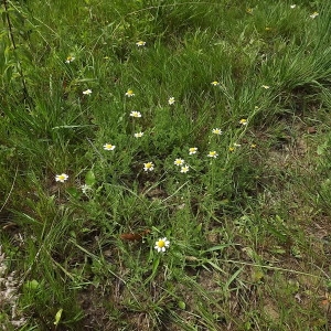 Photographie n°257132 du taxon Anthemis arvensis subsp. arvensis