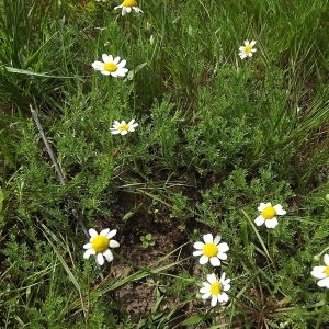 Photographie n°257133 du taxon Anthemis arvensis subsp. arvensis