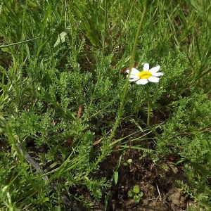 Photographie n°257134 du taxon Anthemis arvensis subsp. arvensis