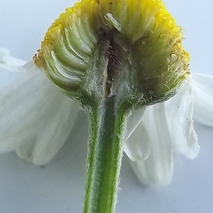 Photographie n°257135 du taxon Anthemis arvensis subsp. arvensis