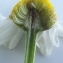  Florent Beck - Anthemis arvensis subsp. arvensis