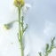  Florent Beck - Anthemis arvensis subsp. arvensis