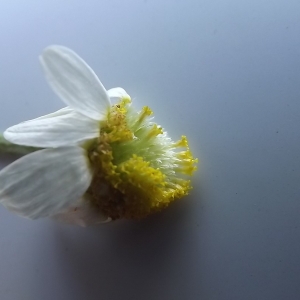 Photographie n°257142 du taxon Anthemis arvensis subsp. arvensis