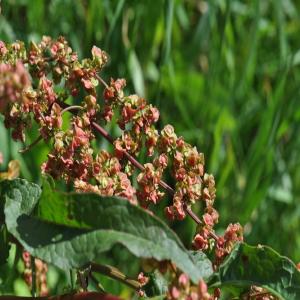 Photographie n°257143 du taxon Rumex crispus L. [1753]