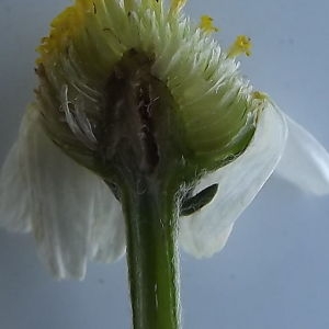 Photographie n°257146 du taxon Anthemis arvensis subsp. arvensis