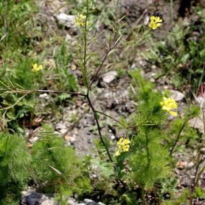 Photographie n°257155 du taxon Sisymbrium officinale (L.) Scop. [1772]