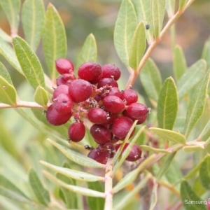 Photographie n°257182 du taxon Pistacia lentiscus L. [1753]