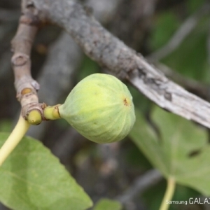 Photographie n°257215 du taxon Ficus carica L. [1753]