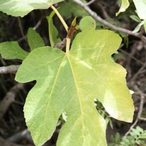 Photographie n°257217 du taxon Ficus carica L. [1753]