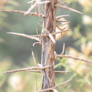 Photographie n°257220 du taxon Ulex europaeus L. [1753]