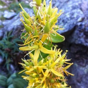 Photographie n°257222 du taxon Gentiana lutea subsp. lutea