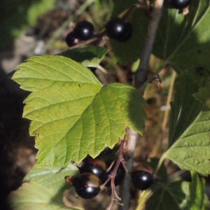 Photographie n°257253 du taxon Ribes nigrum L. [1753]