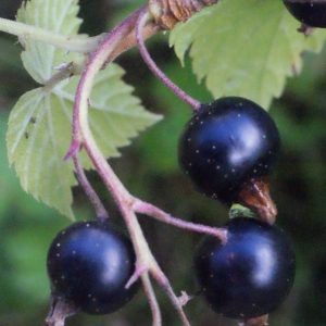 Photographie n°257256 du taxon Ribes nigrum L. [1753]