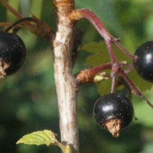 Photographie n°257258 du taxon Ribes nigrum L. [1753]