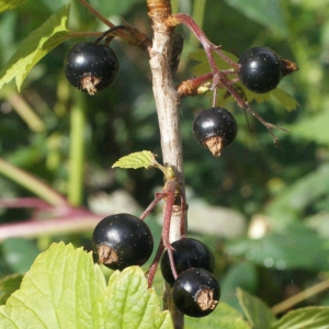 Photographie n°257259 du taxon Ribes nigrum L. [1753]