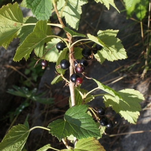 Photographie n°257260 du taxon Ribes nigrum L. [1753]