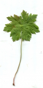 Liliane Roubaudi, le  4 août 2014 (Chamonix Mont Blanc)