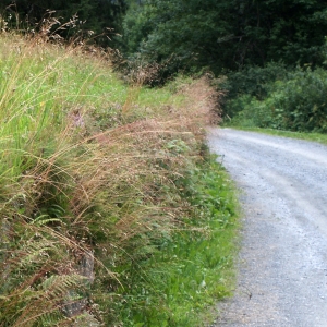 Photographie n°257282 du taxon Deschampsia flexuosa (L.) Trin. [1836]