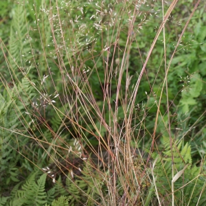 Photographie n°257283 du taxon Deschampsia flexuosa (L.) Trin. [1836]